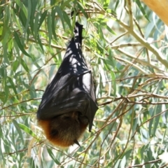 Pteropus poliocephalus at Bonython, ACT - 14 Feb 2021 01:44 PM