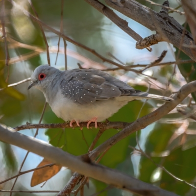 Geopelia cuneata (Diamond Dove) at Gungaderra Grasslands - 14 Feb 2021 by trevsci