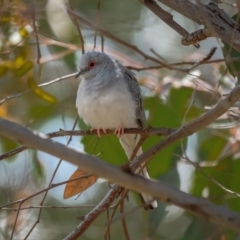 Geopelia cuneata at Kaleen, ACT - 14 Feb 2021