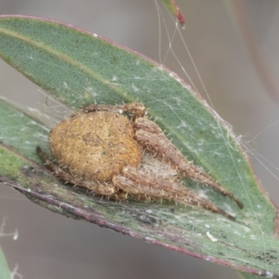 Araneinae (subfamily) (Orb weaver) at Fyshwick, ACT - 9 Feb 2021 by AlisonMilton