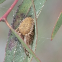 Araneinae (subfamily) at Fyshwick, ACT - 10 Feb 2021