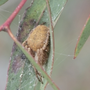 Araneinae (subfamily) at Fyshwick, ACT - 10 Feb 2021 10:16 AM