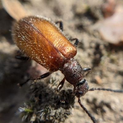 Ecnolagria sp. (genus) (A brown darkling beetle) at QPRC LGA - 14 Feb 2021 by camcols
