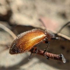 Ecnolagria sp. (genus) at Currawang, NSW - 14 Feb 2021