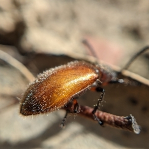 Ecnolagria sp. (genus) at Currawang, NSW - 14 Feb 2021