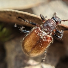 Ecnolagria sp. (genus) at Currawang, NSW - 14 Feb 2021