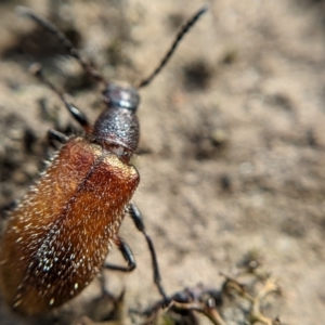 Ecnolagria sp. (genus) at Currawang, NSW - 14 Feb 2021