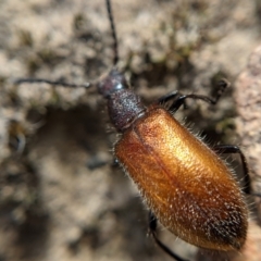 Ecnolagria sp. (genus) at Currawang, NSW - 14 Feb 2021