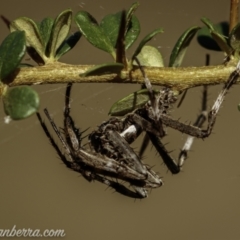 Araneinae (subfamily) (Orb weaver) at Kambah, ACT - 24 Jan 2021 by JonSteinbeck