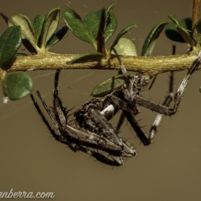 Araneinae (subfamily) (Orb weaver) at Kambah, ACT - 24 Jan 2021 by JonSteinbeck