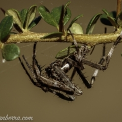 Unidentified Other hunting spider at Kambah, ACT - 23 Jan 2021 by BIrdsinCanberra
