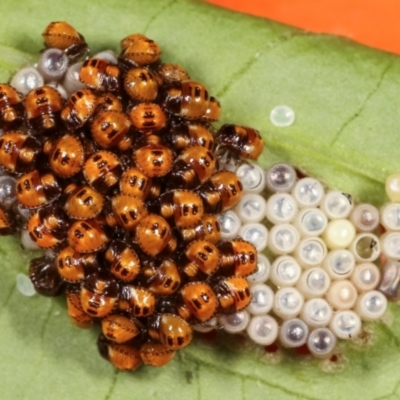 Pentatomoidea (superfamily) (Unidentified Shield or Stink bug) at Melba, ACT - 14 Feb 2021 by kasiaaus