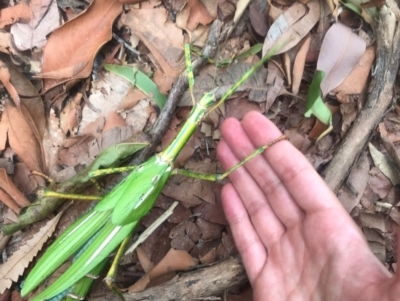 Podacanthus sp. (genus) (A Stick Insect) at Noosa Heads, QLD - 12 Jan 2021 by Esherrar