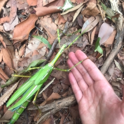 Podacanthus sp. (genus) (A Stick Insect) at Noosa Heads, QLD - 12 Jan 2021 by Esherrar