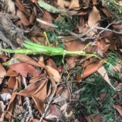Podacanthus sp. (genus) at Noosa Heads, QLD - 12 Jan 2021 04:04 PM