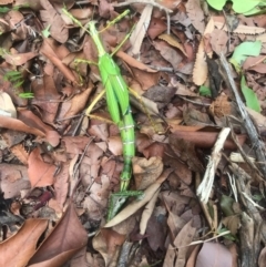 Podacanthus sp. (genus) at Noosa Heads, QLD - 12 Jan 2021 04:04 PM