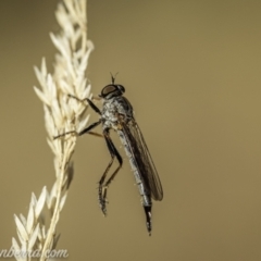 Cerdistus varifemoratus (Robber fly) at Bullen Range - 23 Jan 2021 by BIrdsinCanberra