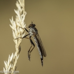 Cerdistus varifemoratus (Robber fly) at Kambah, ACT - 24 Jan 2021 by JonSteinbeck