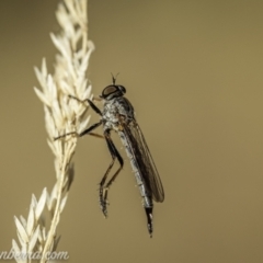 Cerdistus varifemoratus (Robber fly) at Kambah, ACT - 24 Jan 2021 by BIrdsinCanberra