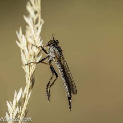 Cerdistus varifemoratus (Robber fly) at Bullen Range - 23 Jan 2021 by BIrdsinCanberra