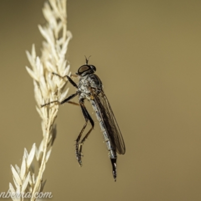 Cerdistus varifemoratus (Robber fly) at Kambah, ACT - 24 Jan 2021 by JonSteinbeck