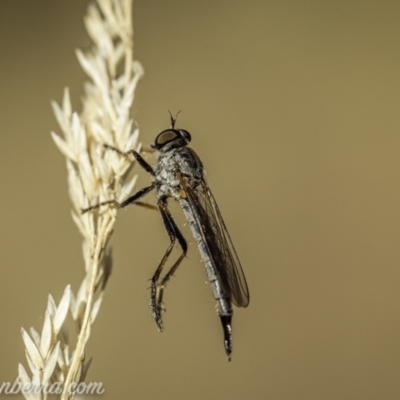 Cerdistus varifemoratus (Robber fly) at Kambah, ACT - 23 Jan 2021 by BIrdsinCanberra