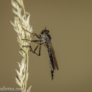 Cerdistus varifemoratus at Kambah, ACT - 24 Jan 2021