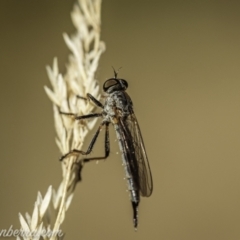 Cerdistus varifemoratus at Kambah, ACT - 24 Jan 2021