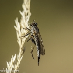 Cerdistus varifemoratus at Kambah, ACT - 24 Jan 2021