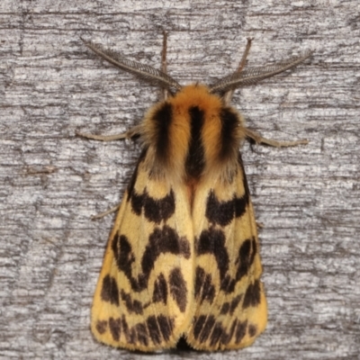 Ardices curvata (Crimson Tiger Moth) at Melba, ACT - 13 Feb 2021 by kasiaaus