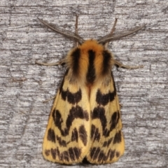 Spilosoma curvata (Crimson Tiger Moth) at Melba, ACT - 13 Feb 2021 by kasiaaus
