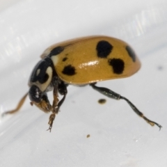 Hippodamia variegata (Spotted Amber Ladybird) at Higgins, ACT - 13 Feb 2021 by AlisonMilton
