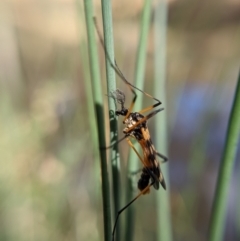 Gynoplistia (Gynoplistia) bella at Currawang, NSW - suppressed