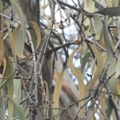 Amyema pendula subsp. pendula (Drooping Mistletoe) at Murrumbateman, NSW - 13 Feb 2021 by SimoneC