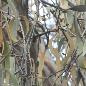 Amyema pendula subsp. pendula at Murrumbateman, NSW - 13 Feb 2021