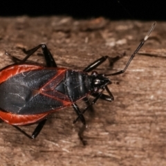 Dindymus circumcinctus (Bordered harlequin bug) at Melba, ACT - 13 Feb 2021 by kasiaaus