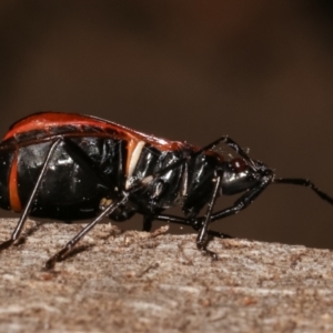 Dindymus circumcinctus at Melba, ACT - 13 Feb 2021