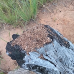 Papyrius sp. (genus) (A Coconut Ant) at Pine Island to Point Hut - 14 Feb 2021 by michaelb