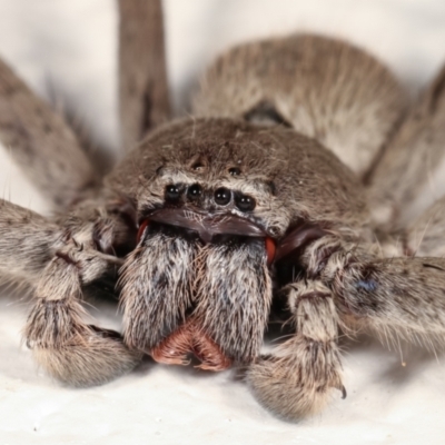 Isopeda (genus) (Huntsman Spider) at Melba, ACT - 13 Feb 2021 by kasiaaus