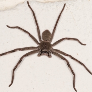 Isopeda sp. (genus) at Melba, ACT - 13 Feb 2021