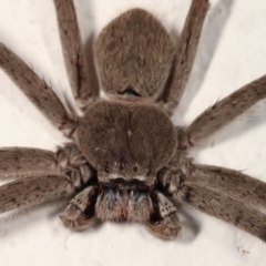 Isopeda sp. (genus) at Melba, ACT - 13 Feb 2021