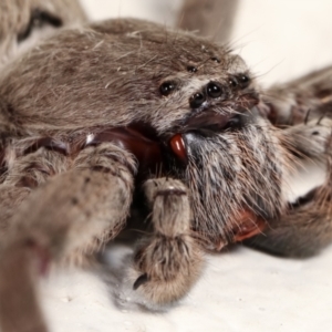 Isopeda sp. (genus) at Melba, ACT - 13 Feb 2021