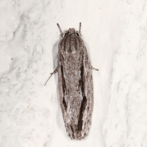 Agriophara platyscia at Melba, ACT - 13 Feb 2021