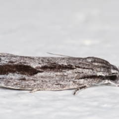 Agriophara platyscia at Melba, ACT - 13 Feb 2021 10:46 PM