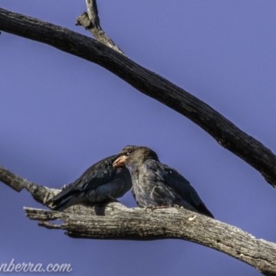 Eurystomus orientalis (Dollarbird) at Kambah, ACT - 23 Jan 2021 by BIrdsinCanberra