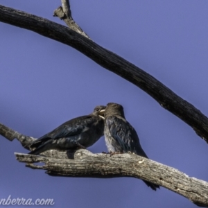 Eurystomus orientalis at Kambah, ACT - 24 Jan 2021