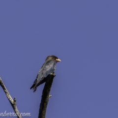 Eurystomus orientalis at Kambah, ACT - 24 Jan 2021 08:43 AM