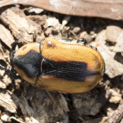 Chondropyga dorsalis (Cowboy beetle) at Higgins, ACT - 13 Feb 2021 by AlisonMilton