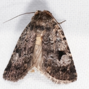 Thoracolopha verecunda at Melba, ACT - 13 Feb 2021