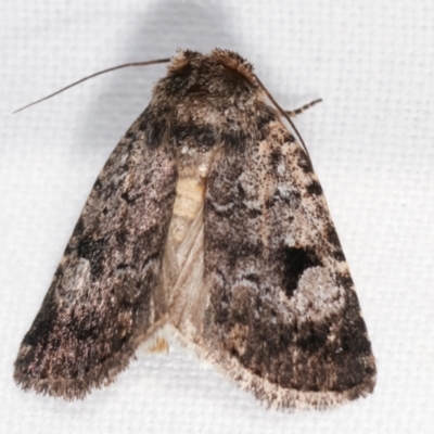 Thoracolopha verecunda (A Noctuid moth (Acronictinae)) at Melba, ACT - 13 Feb 2021 by kasiaaus